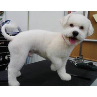 Autumn Paris Pet Services Grooming