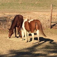 Dancing Hooves Stable & Boarding