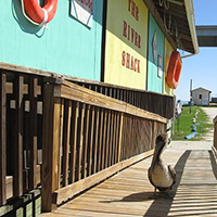 The River Shack Restaurant and Oyster Bar
