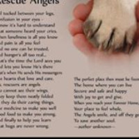 Angel Paws Pet Rescue