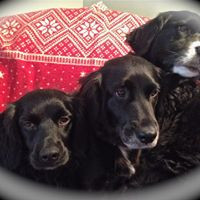 Karen’s “Must Luv Dogs” Pet Sitting Service, LLC