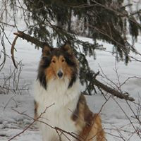 Wellsmere Collies, Pine Plains, NY