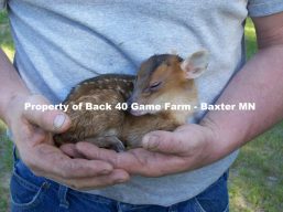 Back 40 Game Farm & Acres of Fun Fainters – Lonnie & Becky Smith