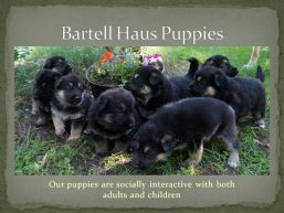 Bartell Haus German Shepherds