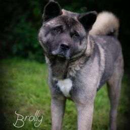 Big East Akita Rescue