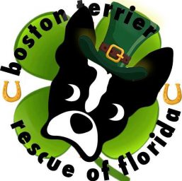 Boston Terrier Rescue of Florida, Inc.