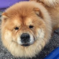 Central Bark Doggy Day Care Philadelphia