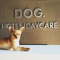 Dog. Hotel Daycare