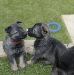 German Shepherd Dog and Yorki Puppies Pure Bred for sale