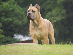 Gratitude Farms Cane Corso