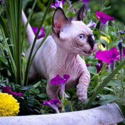 Lilnudists Sphynx & Bambino Cattery