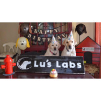 Lu’s Labs