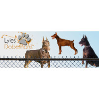 Lyles European Dobermans of Chicago, Illinois