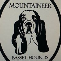 Mountaineer Basset Hounds