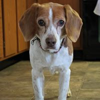 Nittany Beagle Rescue