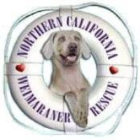 Northern California Weimaraner Rescue