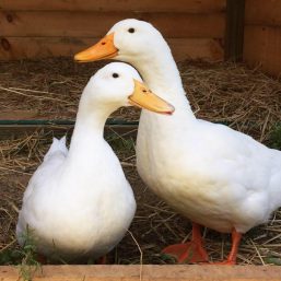 Oasis Animal Sanctuary