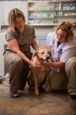 Pipestone Veterinary Services – Companion Animal