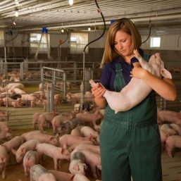 Pipestone Veterinary Services – The Pig Page