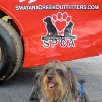 Ruth Steinert Memorial SPCA