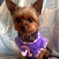 Save A Yorkie Rescue