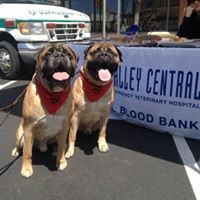 Valley Central Veterinary Referral and Emergency Center