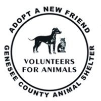 Volunteers For Animals