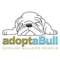 adoptaBull english bulldog rescue
