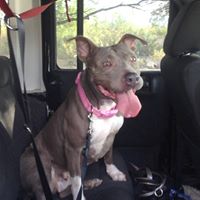 Bridge Rescue for Dogs, Inc : Arizona