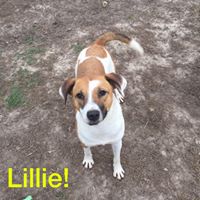 Blytheville Humane Society: Arkansas