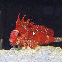 Arizona Custom Aquariums
