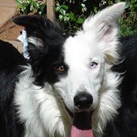 Wiggles and Wags Pet Resort