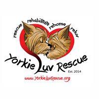 Yorkie Luv Rescue