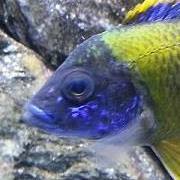 The Cichlid Shack