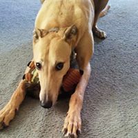 Rainbows End Greyhound Adoption
