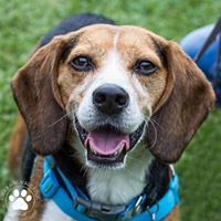 Forever Home Beagle Rescue
