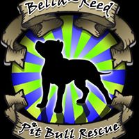 Bella-Reed Pit Bull Rescue