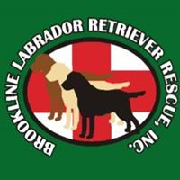 Brookline Labrador Retriever Rescue