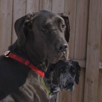 Pennsylvania Great Dane Rescue