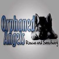 Orphaned Angels Rescue and Sanctuary