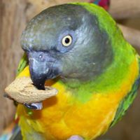 Ginger’s Parrot Rescue
