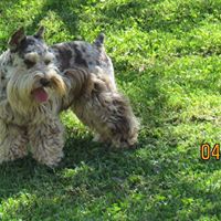 Merle Kissed Schnauzers of Georgia