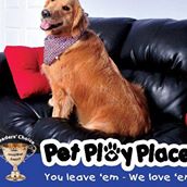 Pet Play Place