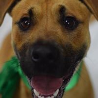 Georgia Canine Rescue and Rehabilitation, Inc