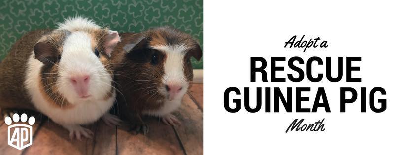 All Paws Rescue’s Guinea Pigs