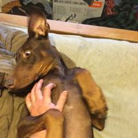 Doberman Rescue Group inc.