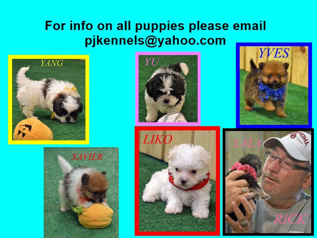 Pj Kennels