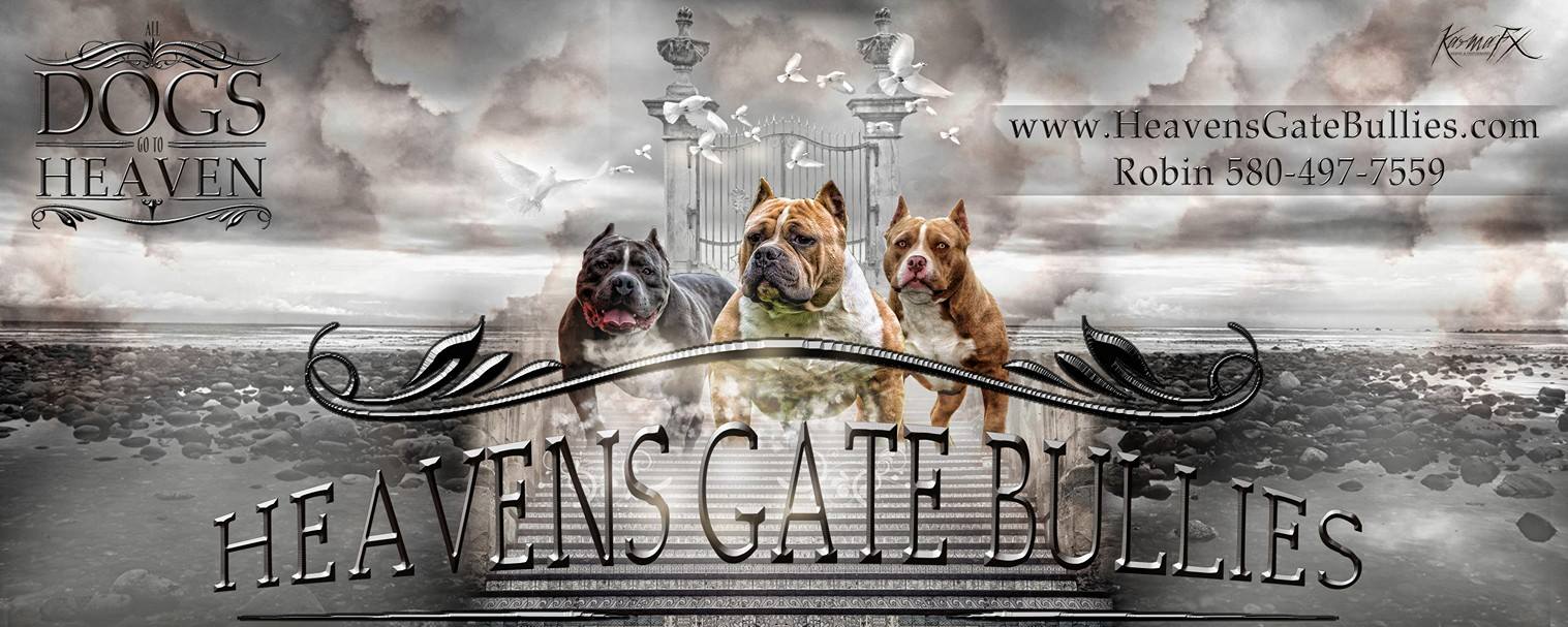 HGB Kennel aka Heavens Gate Bullies