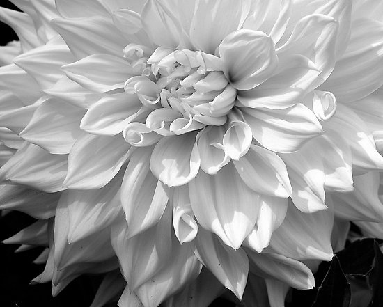 Black Dahlia Salon