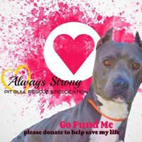 Always Strong: Pit Bull Rescue and Relocation